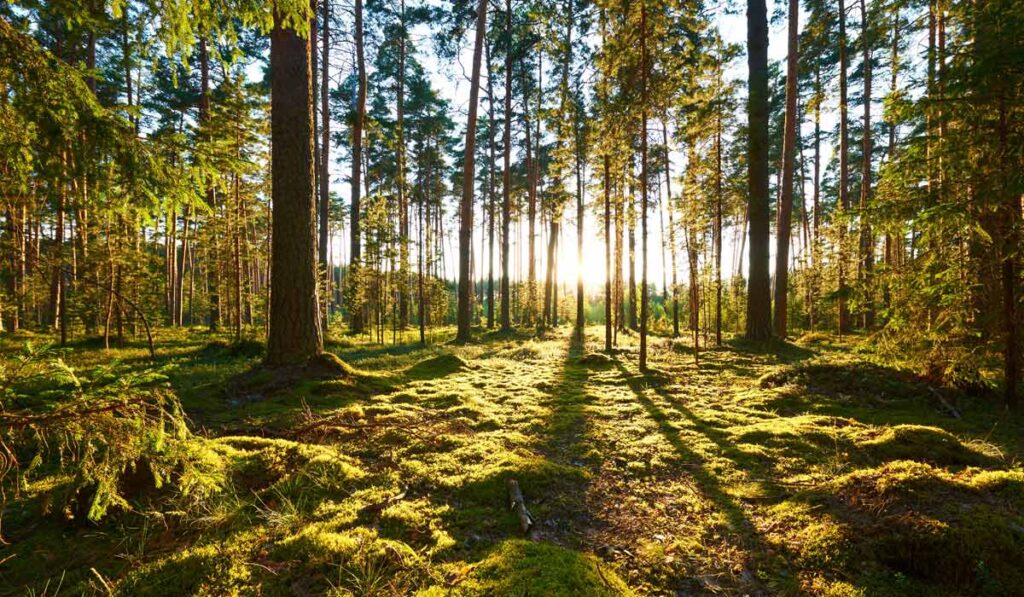 Waldbaden – Waldspaziergänge in Gruppen